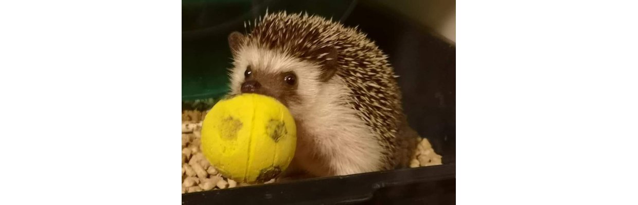 <u><em><strong><sup>HVEM vil spille bold med mig ?</sup></strong></em></u><br>