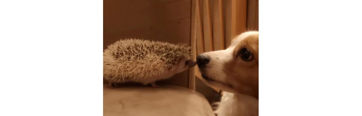 <strong></strong><u><em>Lady og Vagabonden </em></u><strong><br></strong>